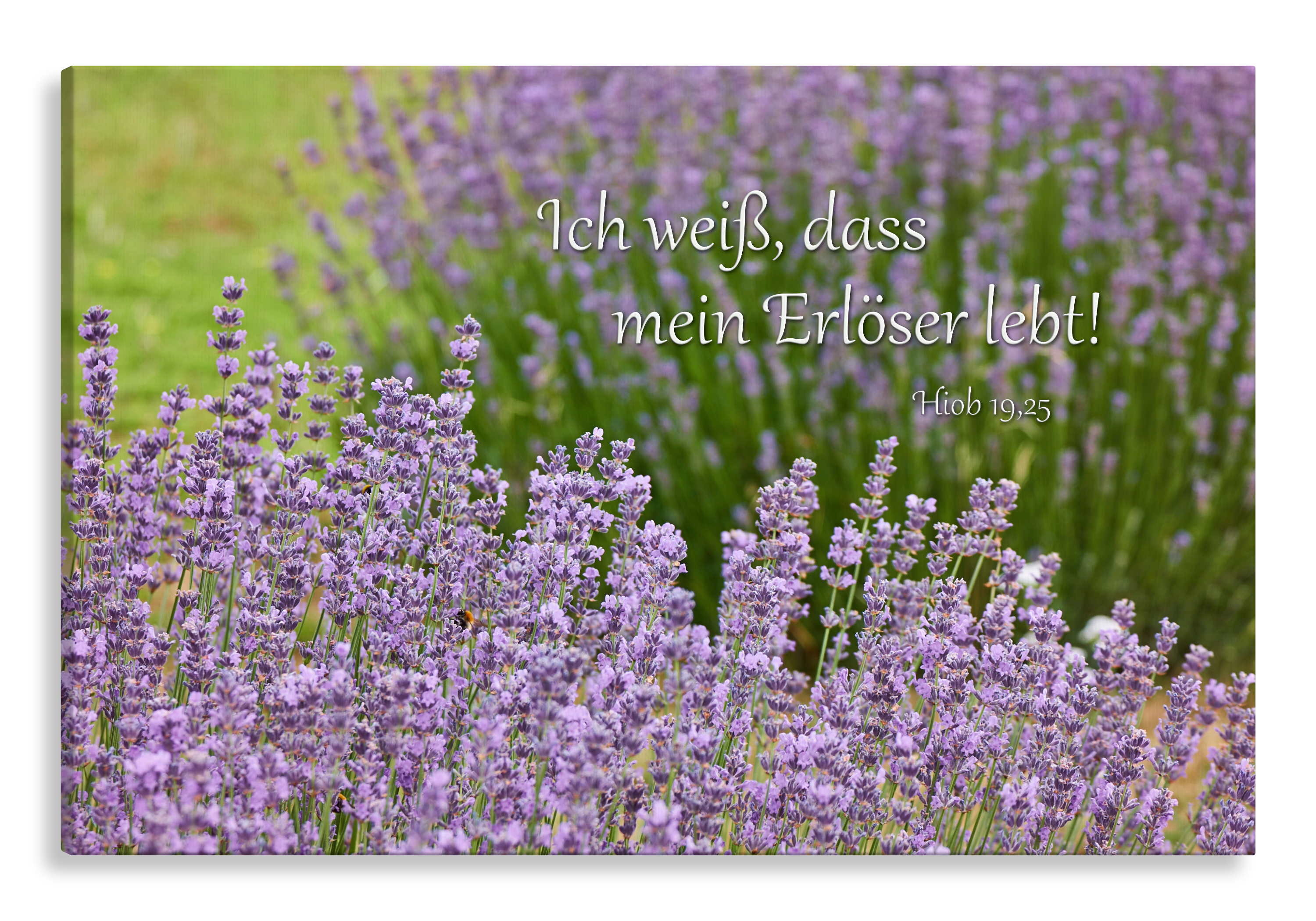 Bild auf Künstlerleinwand „Mein Erlöser lebt“ (Lavendel)