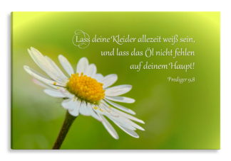 Bild auf Künstlerleinwand „Weiße Kleider“ (Gänseblume)