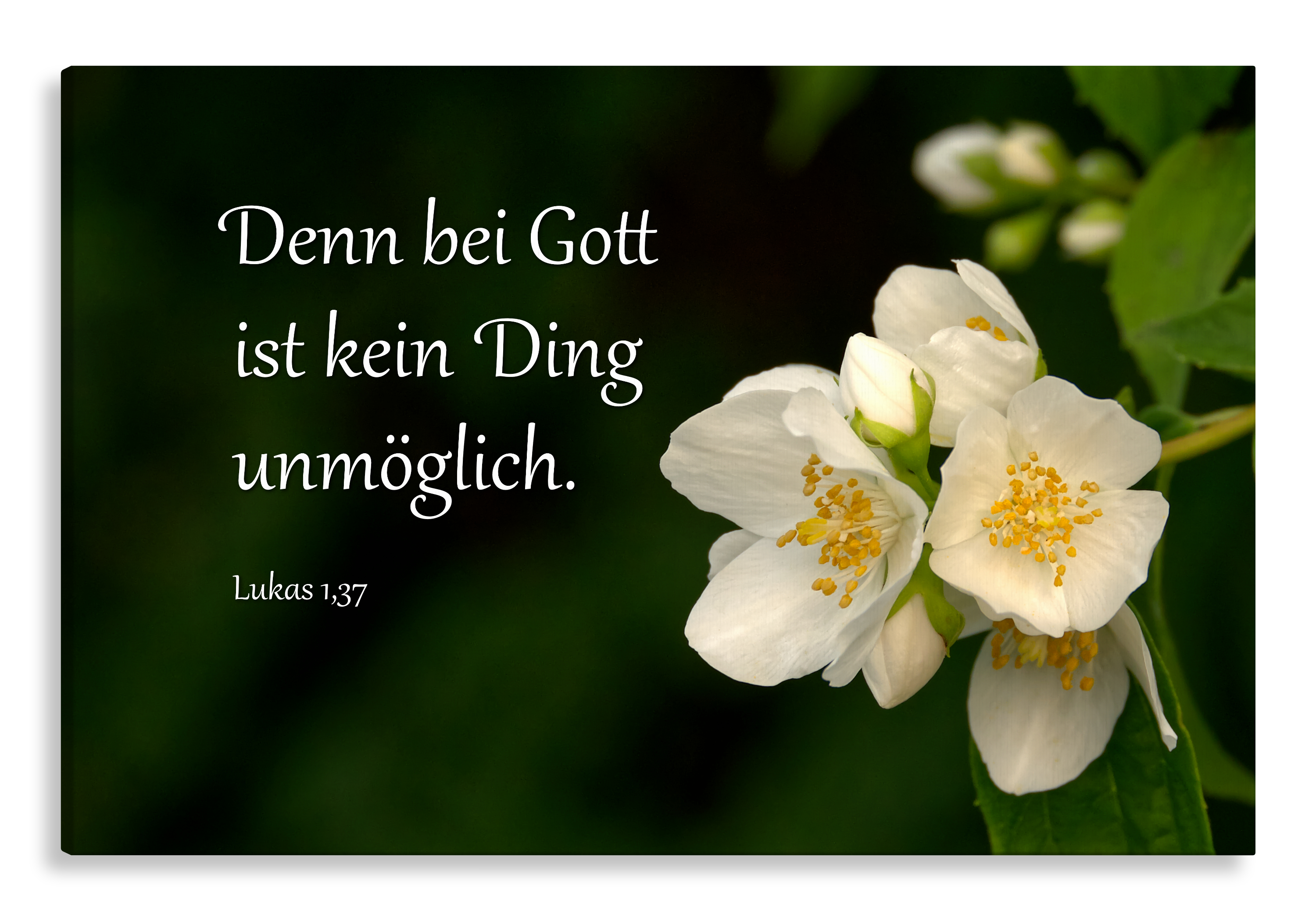 Bild auf Künstlerleinwand „Bei Gott ist kein Ding unmöglich“ (Pfeifenstrauch)