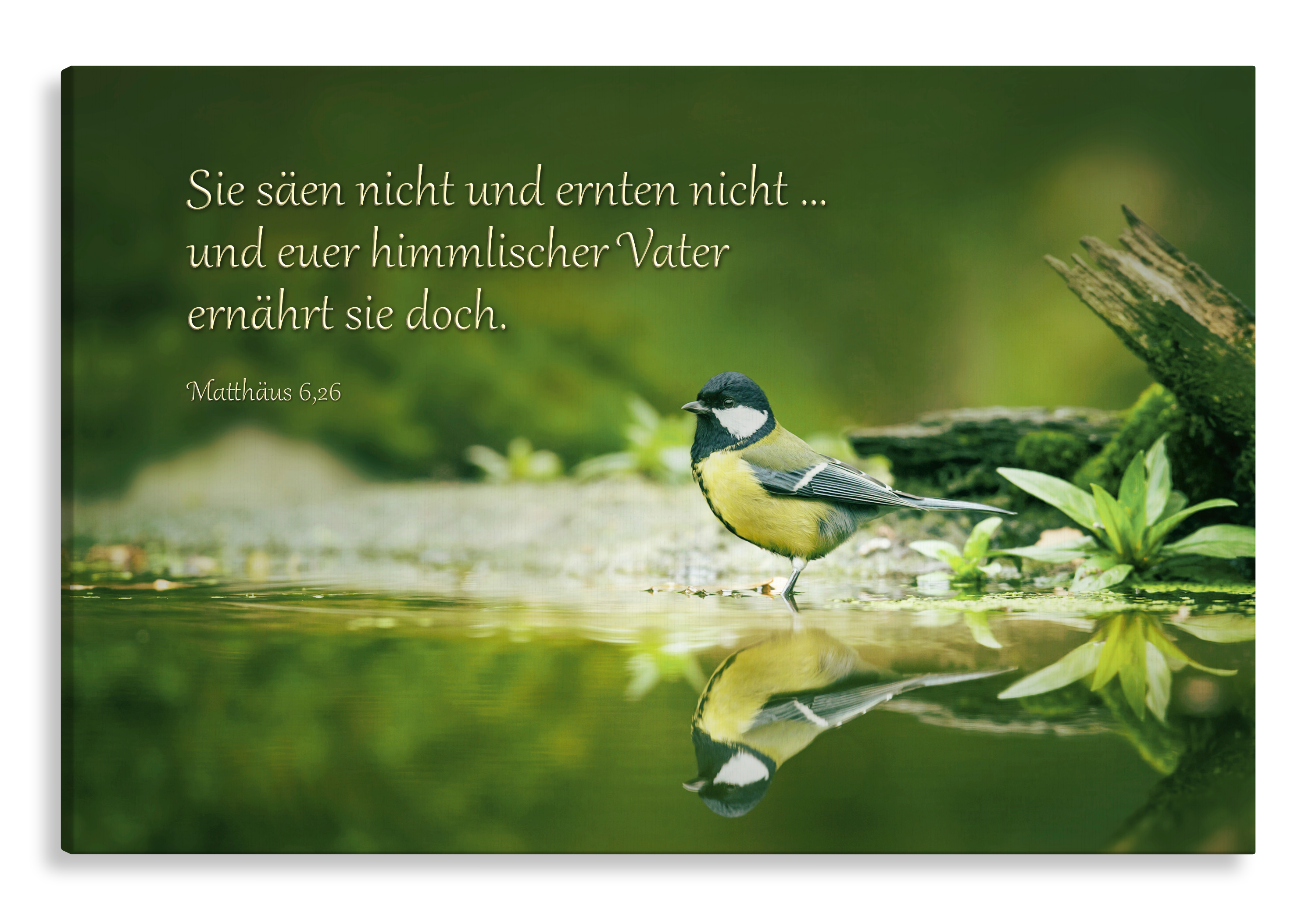 Bild auf Künstlerleinwand „Euer Vater ernährt sie“ (Kohlmeise)