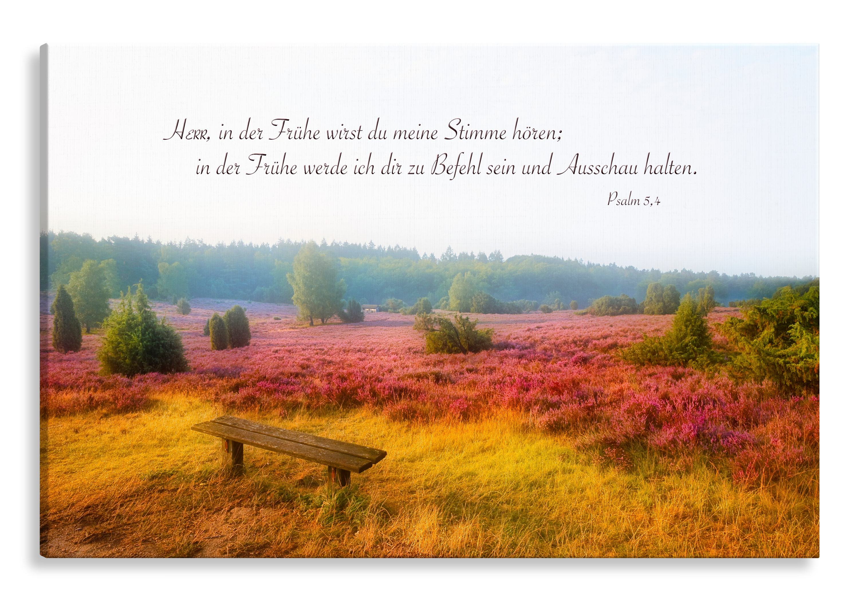 Bild auf Künstlerleinwand „In der Frühe“ (Heideblüten – Bank)