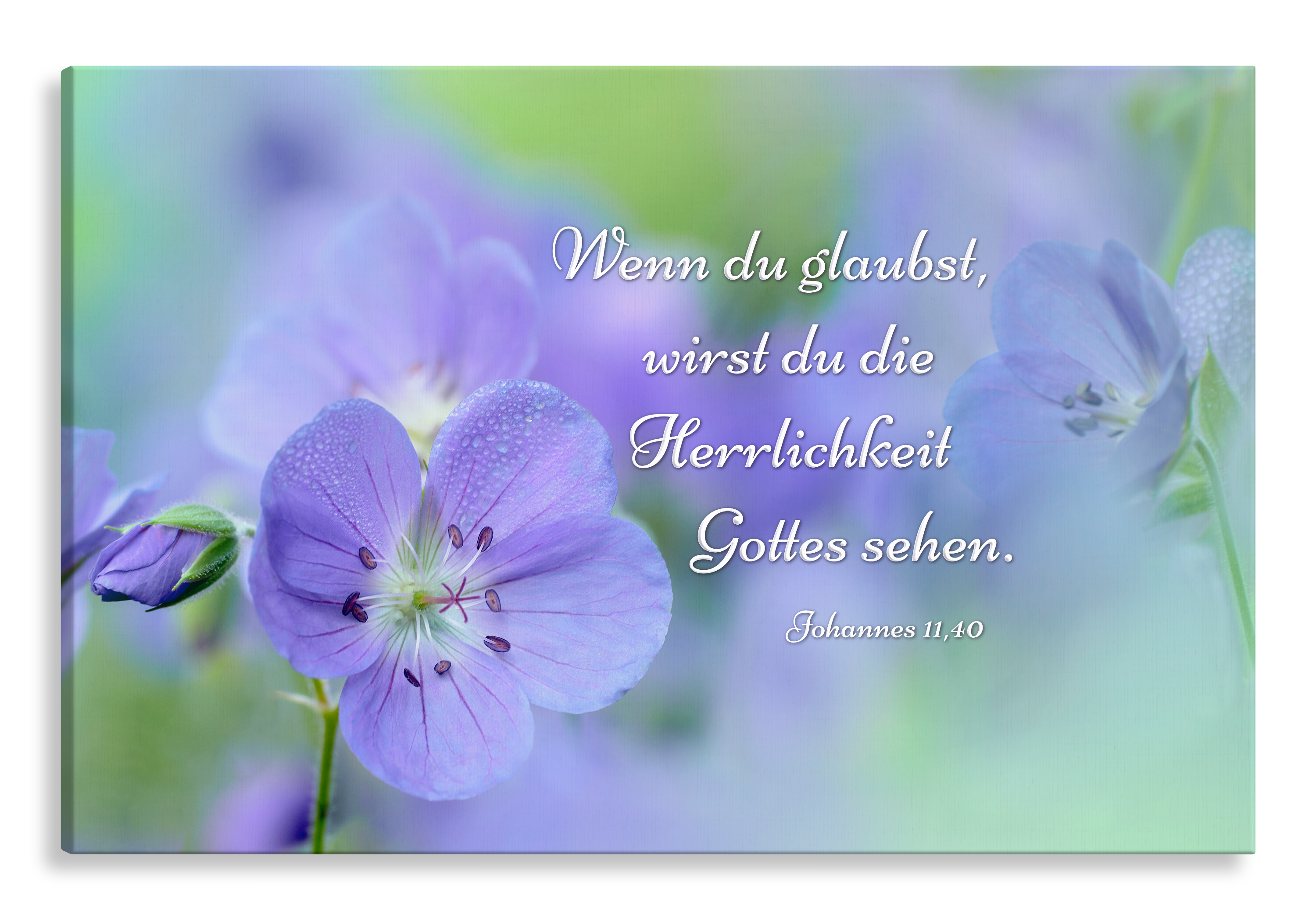 Bild auf Künstlerleinwand „Glaube und du wirst sehen“ (Wiesen-Storchenschnabel)